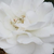 Ružičasta - Floribunda ruže - Sümeg